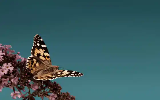 бабочка, цитата