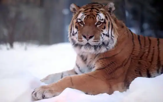 тигр, снегу, снег, 