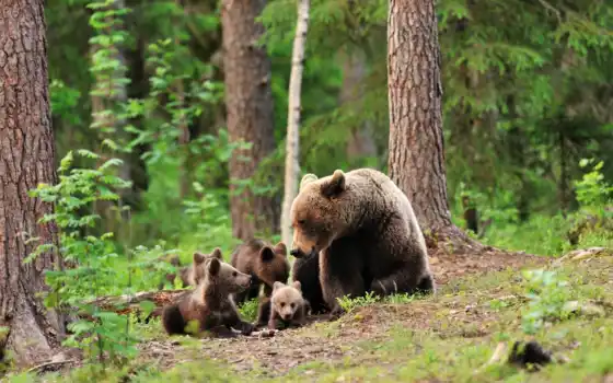 ursa, медвежата, лес, униформа, медуз, деревья, медведь,