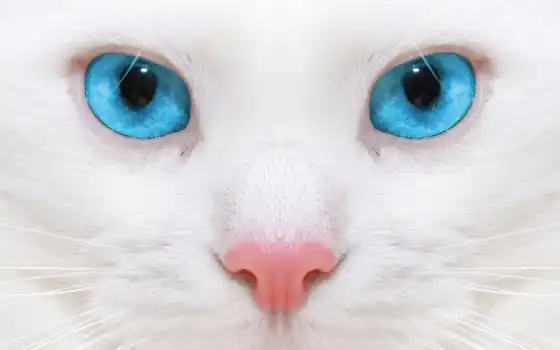глазами, голубыми, кот, белая, кошек, породы, 