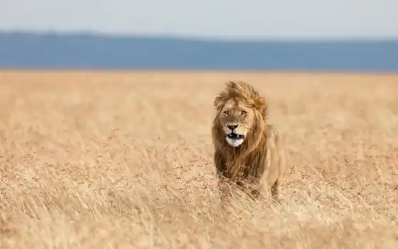 льв, животное, биг, трава, стой
