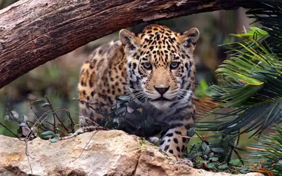 jaguar, датское, леопард, морда, взгляд, дела, шоу, дерево