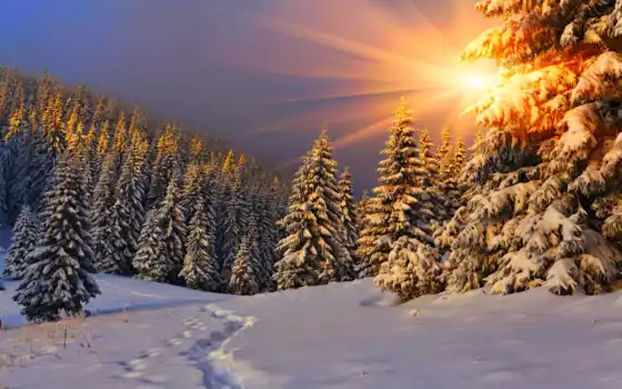 зима, солнце, снег, дерево, природа, передний план, солнечный свет, пейзаж, сосна, луч