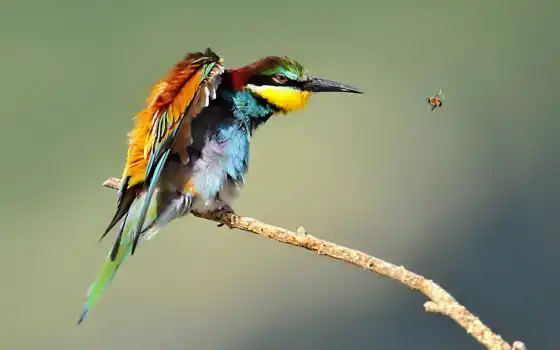 птица, пчела, животное, эдок, природа, живые, ветка, желтый, зеленый