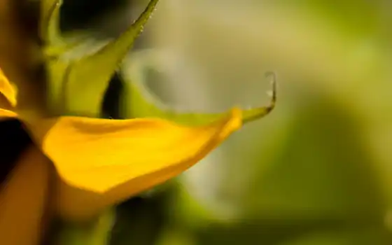 bidibidi, flower, macro, sunflower, galeri, image, 