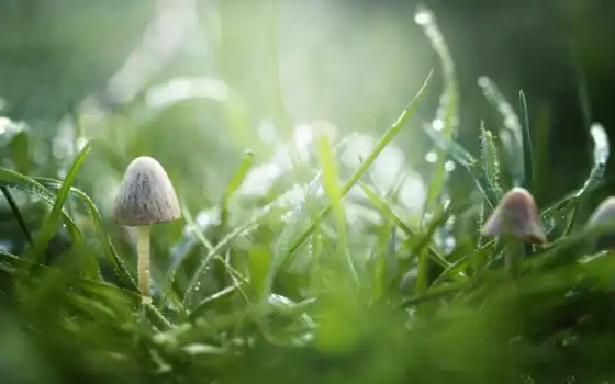 изображение, трава, роса, drops, зелёный, капли, макро, 