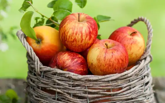 плод, яблоко, осень, свинец, еда, вкус, свиное, одно, рисунок