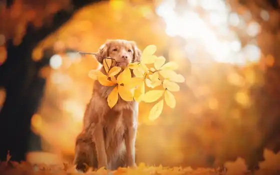 собака, осень, лист