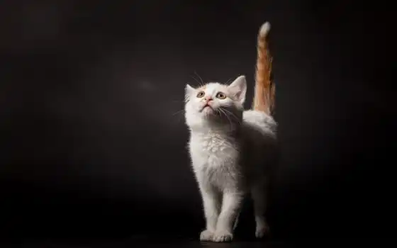 котенок, белый, хвост, хвост