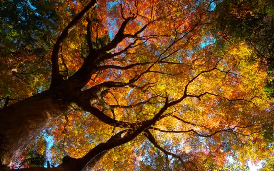 осень, деревья, природа, листва, кроны, 