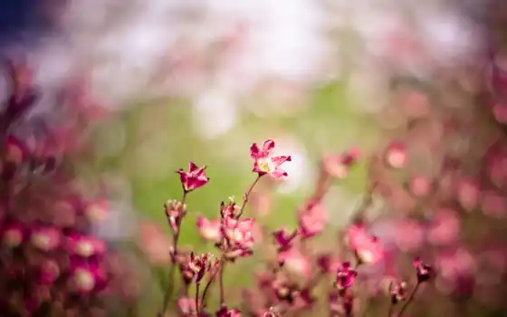 макро, цветы, розовый, картинка, поле, ветер, 