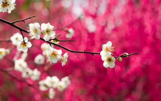 blossoms, flowers, весна, лепестки, white, desktop, фон, full, 