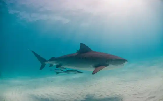 акула, hai, animal, хищник, für, kostenlos, hintergrundbilder, underwater