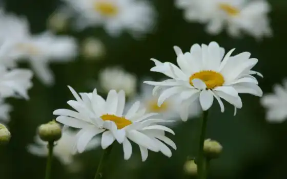,белые, ромашки, цветы