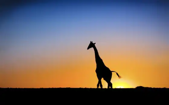 обои, жирафы, глубокая глотка, зад, солнце, ботсвана, животные, закат,