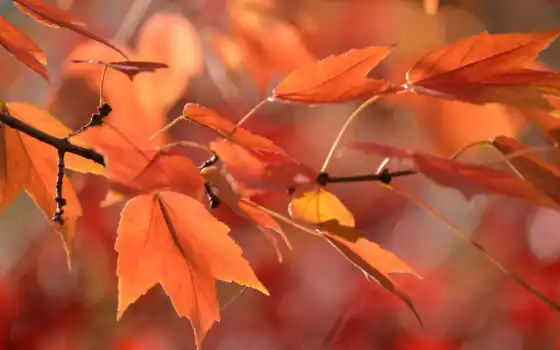 осень, листва, desktop, branch, 