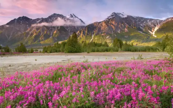 поле, цветы, розовый, гора, фото