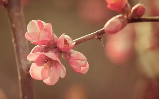 весна, цветение, розовый