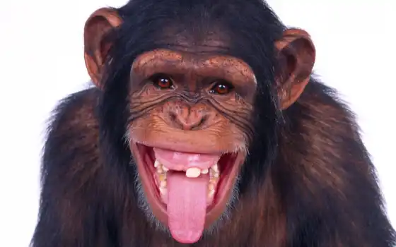 обезьяна, язык, показывает, обезьяны, 