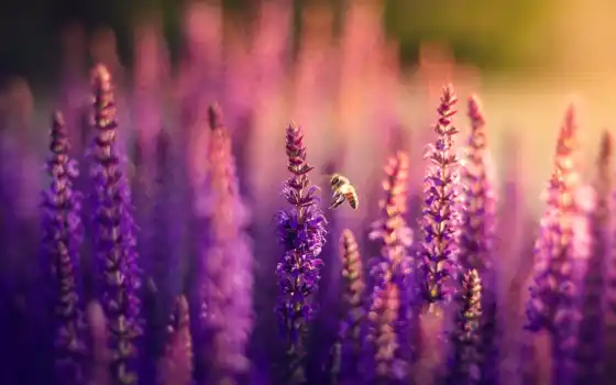 lavender, cvety, поле, сиреневые, природа, боке, пчелка, 