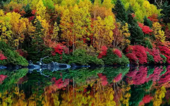 осень, вода, твердые, выкинутые, река, лес, схема, раствор, деревья,