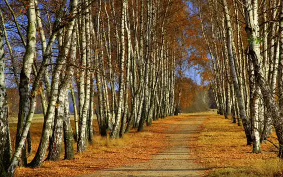 осень, деревья, лес,березы, класс, фоники, краски,