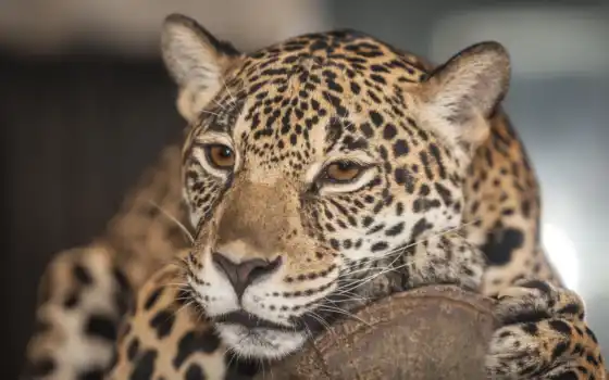 jaguar, животное, кастрюль, пантера, нака, биг, фото, леопард, зоопарк, галерея