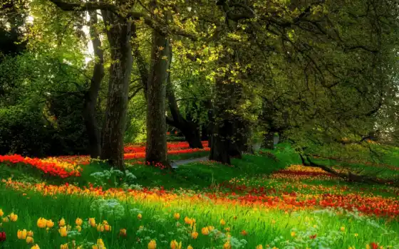 цветы, деревья, трава, природа, тюльпаны, весна, парк, аллея, поляна, картинка, картинку, кнопкой, мыши, правой, сады, 