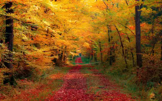 осень, лес, рабочий стол, тропинка, мак,