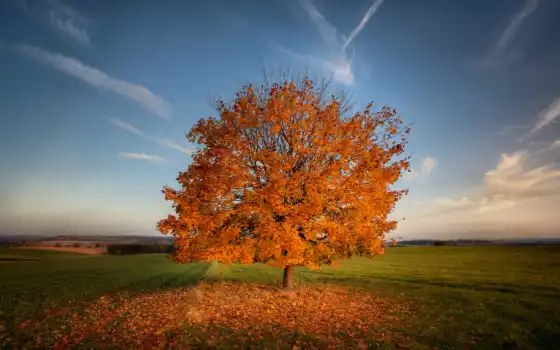 осень, поле, трава, природа, дерево, сверху, взгляд, 