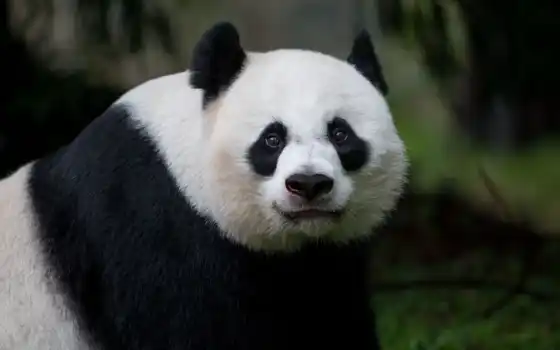 панда, животное, взгляд