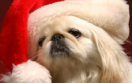 енок, собака, рождество, пекинский, животное