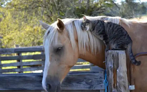 кошка, дружба, конь, 