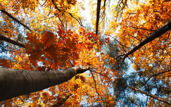 осень, природа, деревья, пейзаж, листья, небо, лес, 