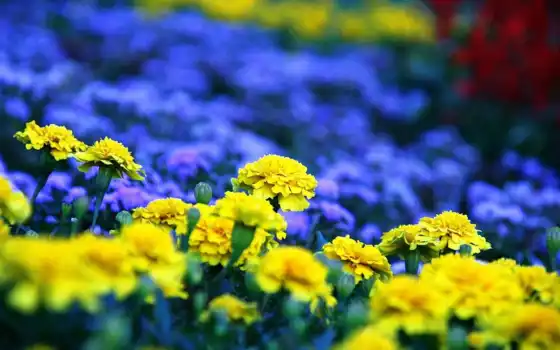 желтые, синие, цветы, клумба,