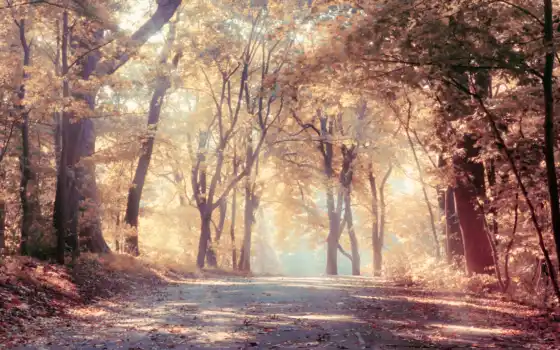 деревья, лес, осенние, лес, осень, литературные, живописные,