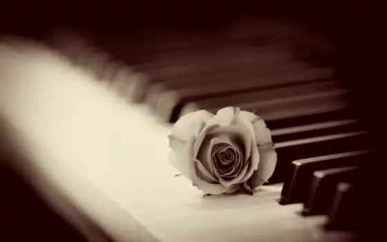 пианино, алекс, розы, пареда,