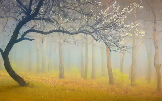дерево, туман, осень