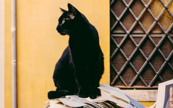 красивые, смазливые, черные, котенок