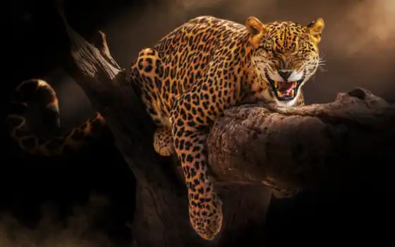 jaguar, сердитый