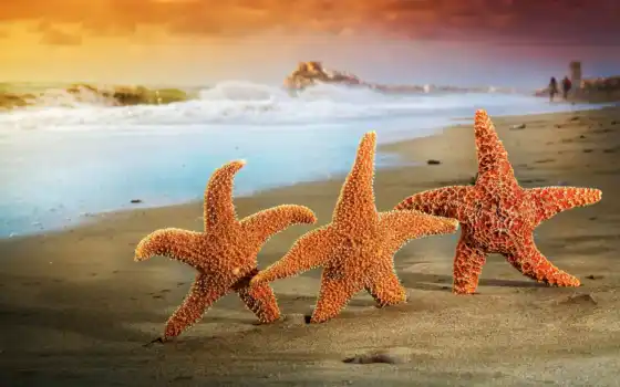 морские звёзды, пляж, море, волны
