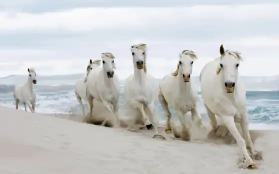 лошади, красивые, лошадь, кони, белые, красавица, лошадей, жеребцы, 