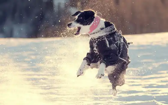 прыжок, собака, снег, прогулка, фото