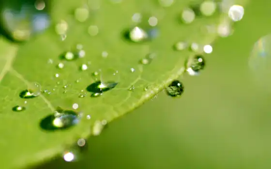 leaf, wet, макро, зелёный, со, лет, 