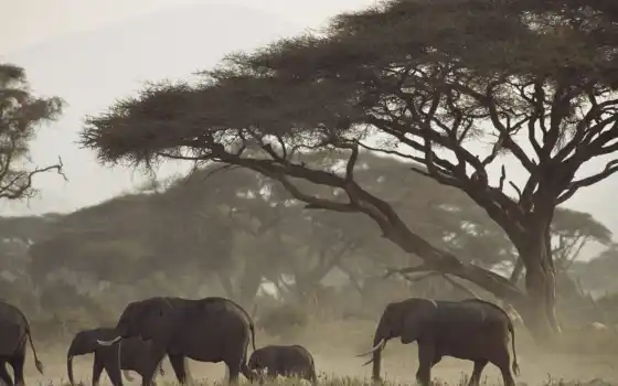 живые, животные, слоны, африка, животные, матери, кенья, телят,