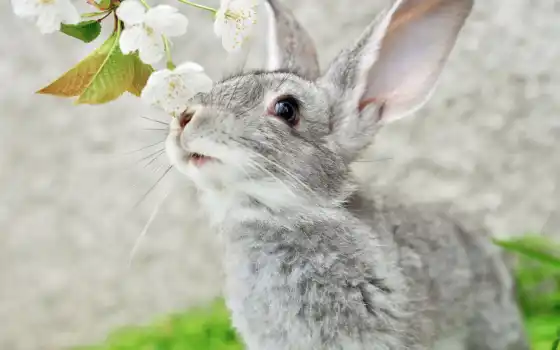 кролик, цветы, картинка, уши, кролики, животные, девушка, ус, 