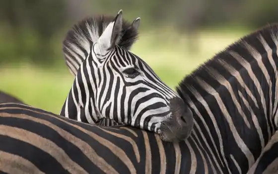 зебры, зебры, животные, животные, свет, тот жеребец, зоолазе, фото, животные, природные, подвижные,