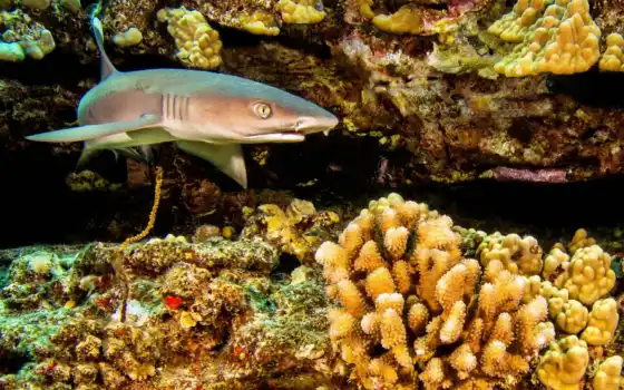 caribbean, риф, акула, wikipediacarcharhinus, discover, fishesmir, animal