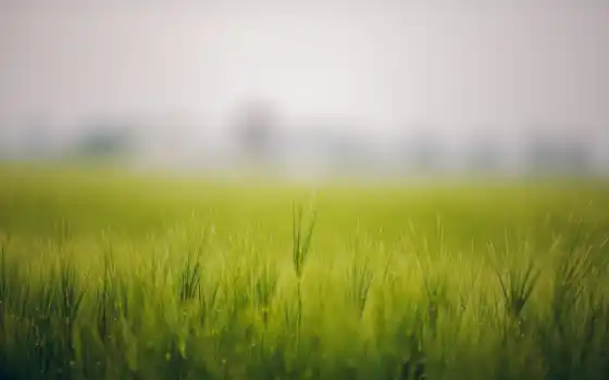 трава, колосок, туман