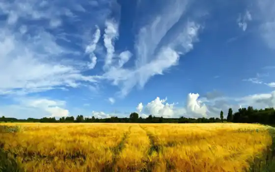 поле, поля, пейзажи -, природа, пшеница, трава, деревя, 